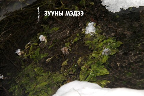 Цагаан дэвийн рашаан